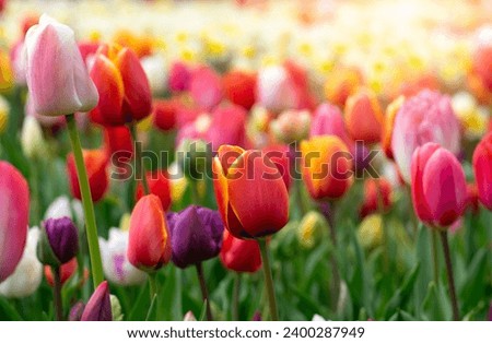 Similar – Image, Stock Photo Nature park, Netherlands