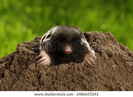 Similar – Image, Stock Photo Mole heap in a meadow