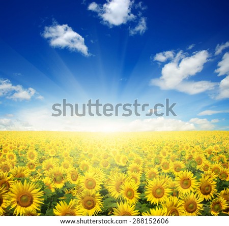 field of sunflowers and sun in the blue sky