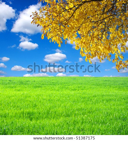 Autumn tree on the field