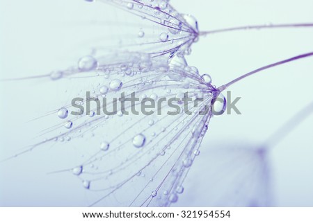 dandelion flower with water drops
