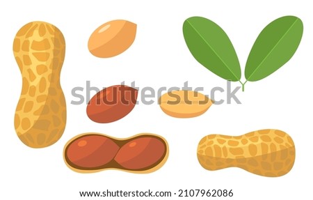 Fresh peanut with green leaf in cartoon style. Vector whole, half and nuts peanut isolated on a white background.