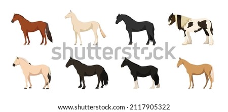 Set of beautiful and cute horses on white background. Vector don horse, akhal-teke, frisian, gypsy, fjord, mustang and shire in cartoon style.