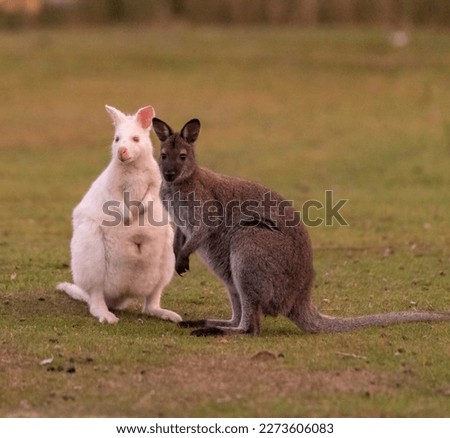 Image, Stock Photo Albino wallaby albino cute