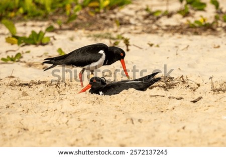 Similar – Foto Bild Das sandige Ufer des Flusses Jenissei. Nördlich des Krasnojarsker Territoriums