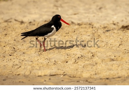 Similar – Foto Bild Das sandige Ufer des Flusses Jenissei. Nördlich des Krasnojarsker Territoriums