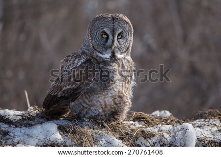 Grey owl in the wild in Manitoba Canada sits on a ledge with snow. The northern bird is a member of the raptor family.