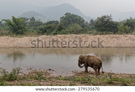 Asian elephants by a river in rural Thailand. Elephant Nature Park for the protection of wild and abused elephants in Thailand.