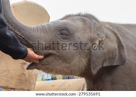 Baby Asian elephant being hand fed at an elephant nature park in rural Thailand. Nature reserve to protect elephants from abuse.