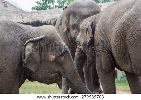 Three Asian elephants huddled together in a nature park for rescued wildlife in Thailand.
