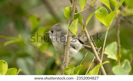 Similar – Image, Stock Photo undaunted Environment