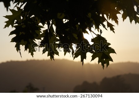 Tree leaves silhouette a setting sun outlined by grassy hills in the distance.