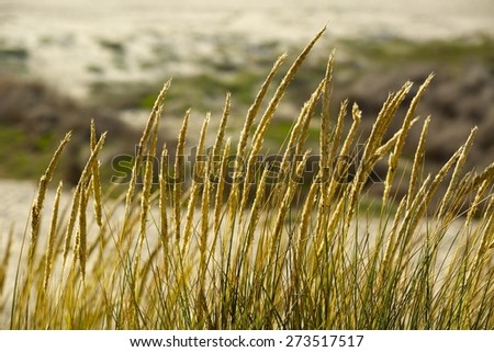A grassy knoll sits on top of a sand dune on the west coast.