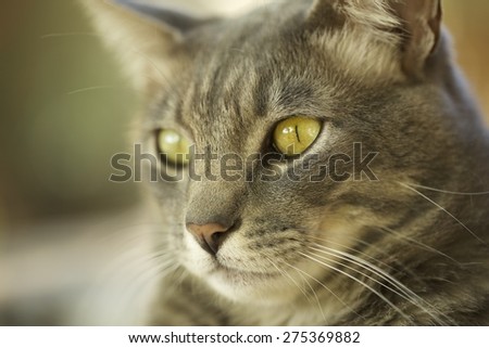 A cool grey tabby cat looks happy.