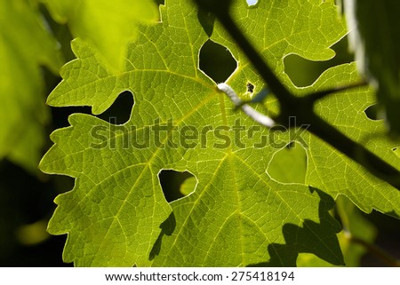 A single grape leaf is back lit and stands alone.
