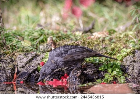 Similar – Foto Bild Junge Amsel sitzt auf Leiter und wird von Mutter mit Insekten gefüttert