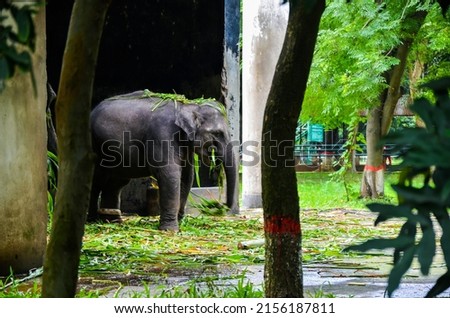 Similar – Image, Stock Photo Frame within a frame through the legs of a long abandoned railway bridge