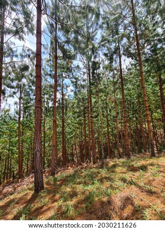 Pine trunks in the forest. Colombia Foto stock © 