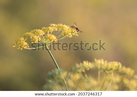 Similar – Image, Stock Photo Parsnips pastinake