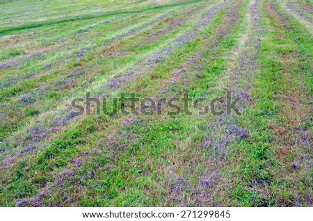 Abstract background. field with a cut grass. green strips of a fresh grass alternate with dark strips of a dry untidy mowed grass.