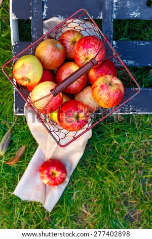 Royal Gala Apples\
Royal Gala Apples collected  in a wire basket, isolated on grass