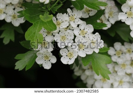 Similar – Image, Stock Photo Bush hawthorn with flowers and buds