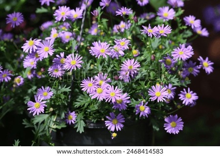 Similar – Image, Stock Photo Blue daisy, Brachyscome multifida from Australia