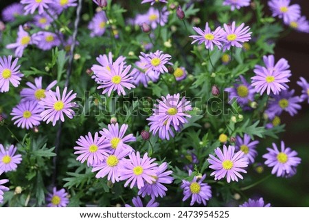 Similar – Image, Stock Photo Blue daisy, Brachyscome multifida from Australia