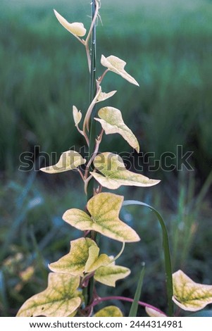 Similar – Image, Stock Photo Ivy vines enjoy the sun on a wooden board wall.