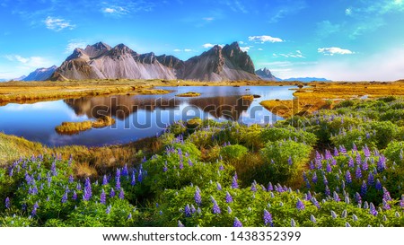 Beautiful sunny day and lupine flowers on Stokksnes cape in Iceland. Location: Stokksnes cape, Vestrahorn (Batman Mount), Iceland, Europe. Foto d'archivio © 