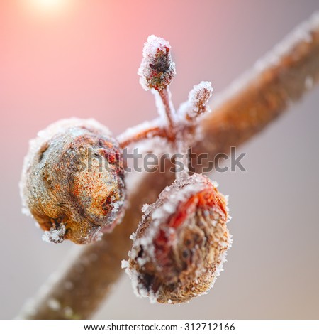 rotten apples covered with frost at sunset