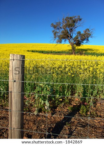 Canola Field and Fence