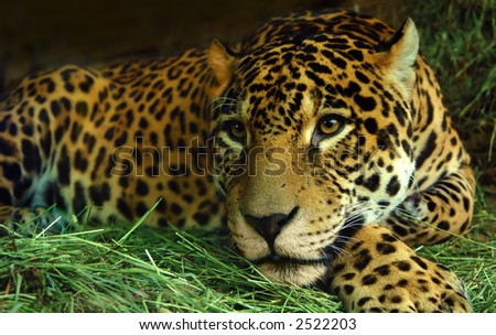 A Jaguar rests on grass
