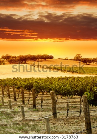Vineyard Sunset in the Barossa Valley