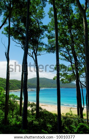 Looking through the tall trees onto the beautiful beach