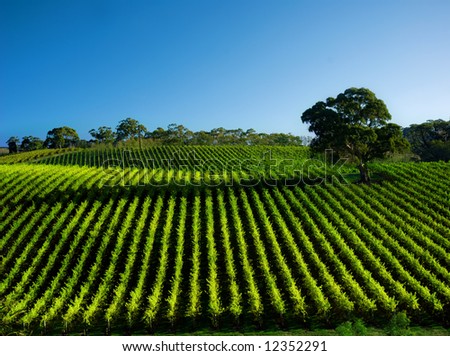 Beautiful Vineyard Landscape with large gum tree
