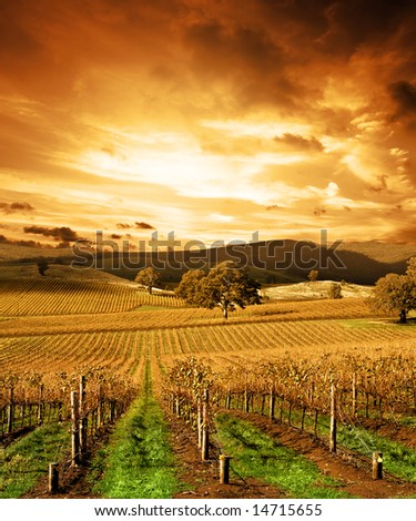 Autumn Sunset over vineyard