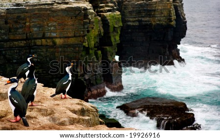 A Cormorant shakes its head and sprays water everywhere on a cliff edge