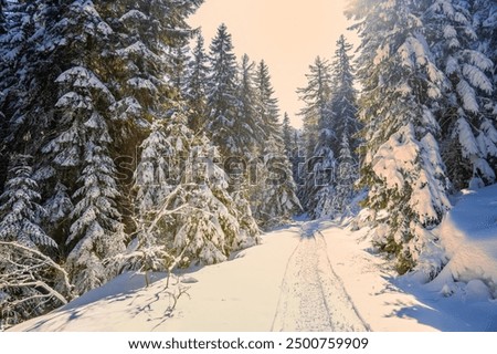 Similar – Image, Stock Photo Winter forest covered with snow, colored ribbons are tied on tree trunks, sacred ritual ribbons used as offerings to spirits, Buddhism