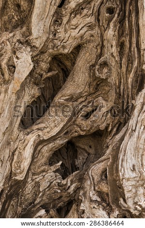 Old olive tree bark