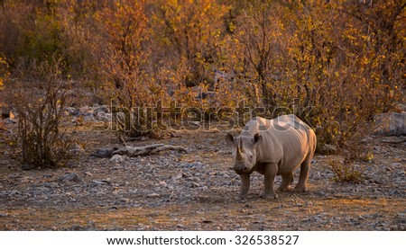 Black rhino near Moringa waterhole (Halali camp) in the evening. Etosha national park, Namibia