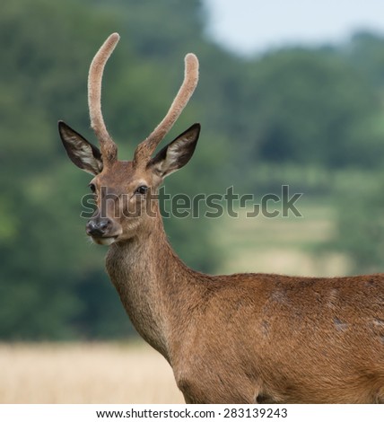 Young Red Deer Stag in Richmond Park, London.  Head and Shoulders shot.