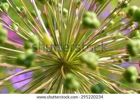 Allium Drumstick Macro (a look into the center of the budding flower blossom)