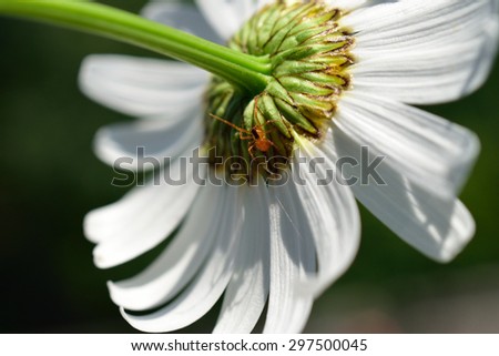 Little Red Spider on the Back of a Daisy