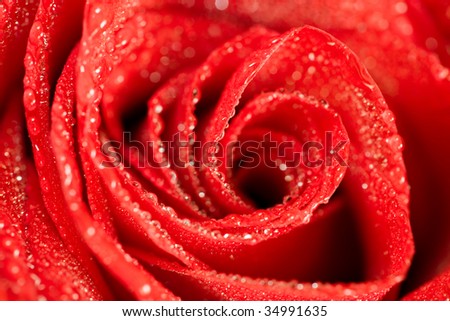 Closeup of rose petals with drops