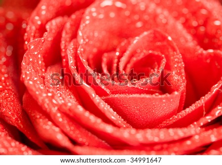 Closeup of rose petals with drops (shallow DOF)