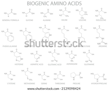 Biogenic amino acids molecular skeletal chemical formula.	Vector illustration.
