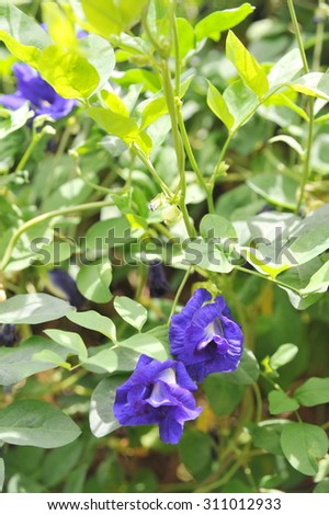 Blue pea flowers bloom. It\'s a herb  which can help for stimulate blood circulation,feed on the roots of hair,Shine or to feed on the eye. It\'s also can help prevent strokes if we eat it everyday