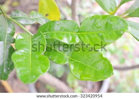 Citrus's leaf with drop of water. This is an important ingredient for several Thai food e.g. Tom yum koong(Thailand famous shrimp spicy soup). It's Thai herb
