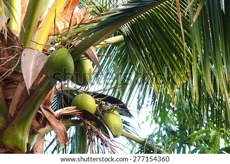 Coconut trees in the tropics Photos from Thailand